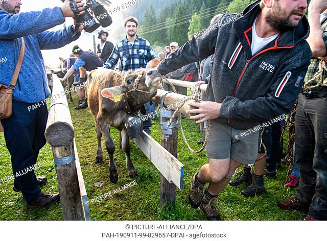 11 September 2019, Bavaria, Bad Hindelang: A cow is taken by a man to a stake, where it is tied while a cameraman films it