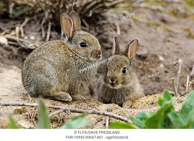 European Rabbit Oryctolagus cuniculus two young, sitting at burrow entrance, Minsmere RSPB Reserve, Suffolk, England, may