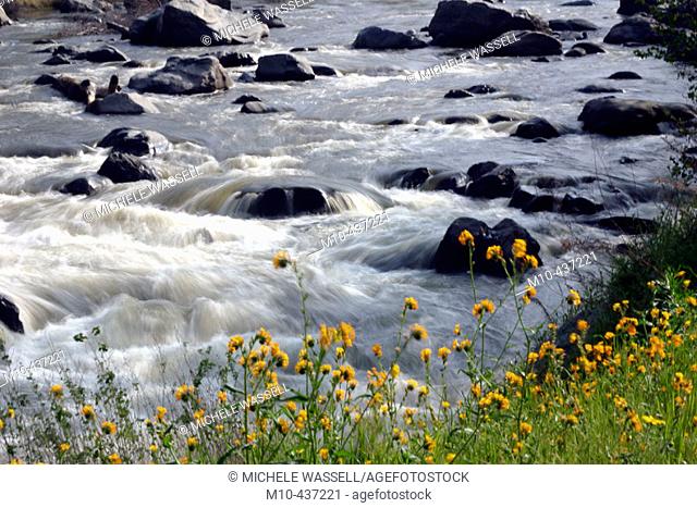 Kern River flowing by the spring yellow flowers