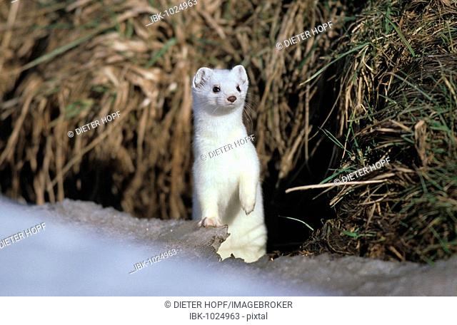 Ermine, stoat or short-tailed weasel (Mustela erminea) with winter coat,  Stock Photo, Picture And Royalty Free Image. Pic. IBK-1024963 | agefotostock