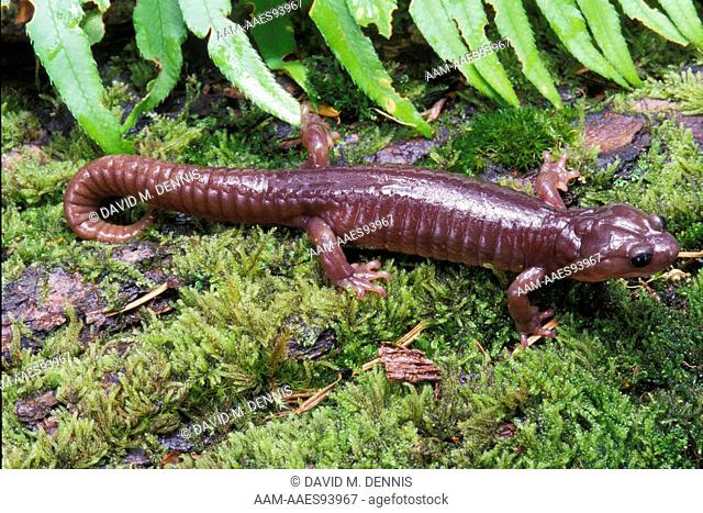 Arboreal Salamander (Aneides lugubris), Alameda Co., CA