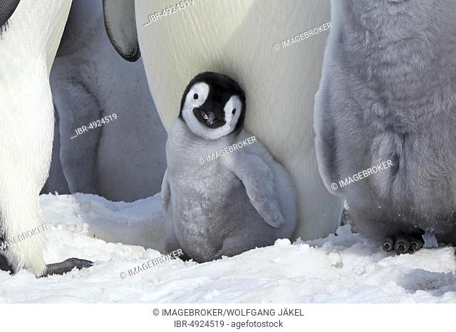 Emperor penguins (Aptenodytes forsteri), young chick protected by adults, Snow Hill Island, Weddell Sea, Antarctica