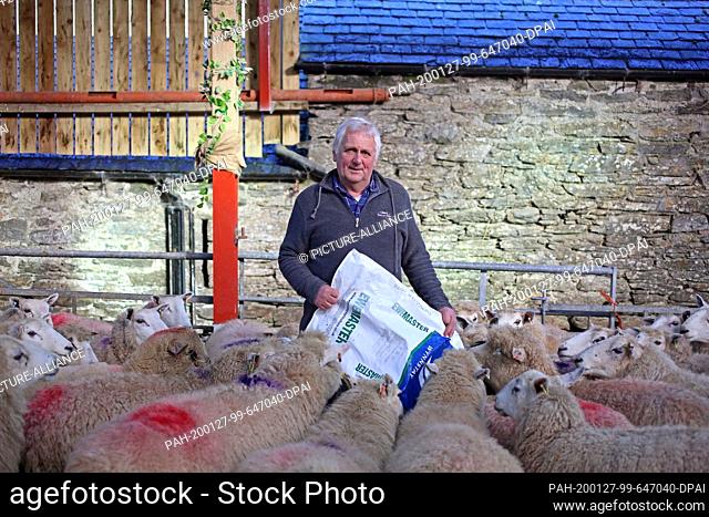 23 January 2020, United Kingdom, Betws-Y-Coed: Glyn Roberts, president of the Welsh National Farmer's Union, is standing among his sheep on his farm in Wales