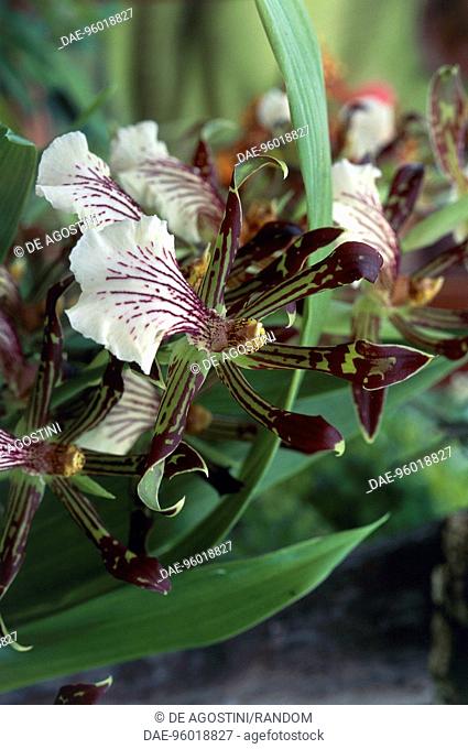 Orchid (Zygopetalum crinitum), Orchidaceae