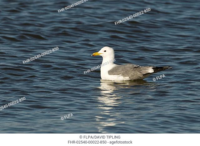 California Gull Larus californicus adult, summer plumage, swimming on saline lake, Salton Sea, California, U S A , april