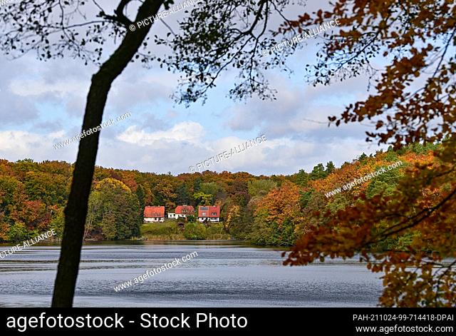 23 October 2021, Brandenburg, Siehdichum: The deciduous forest on the shore of the Hammersee in the Schlaubetal Nature Park is colourful in autumn