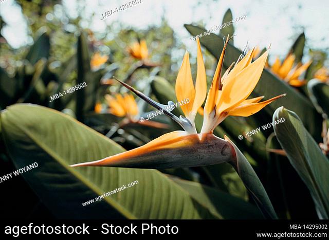 Bird of Paradise Flower, Strelitzia reginae, King Strelitzia, Queen Strelitzia, Parrot Flower, Botanical Garden, Monte, Funchal, Madeira, Portugal, Europe