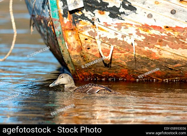 Common Eider - somateria mollissima - swims in the sea water, Kristiansand in Norway. Copy space with colorful background