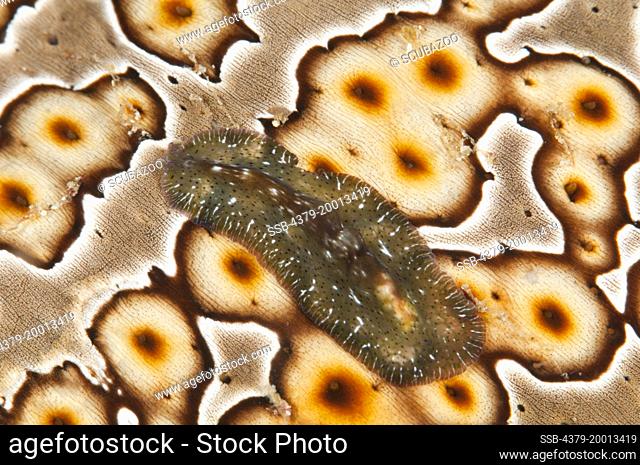An unidentified Flatworm, Pseudoceros sp., on the surface of a Sea Cucumber, Lembeh Strait, Sulawesi, Indonesia