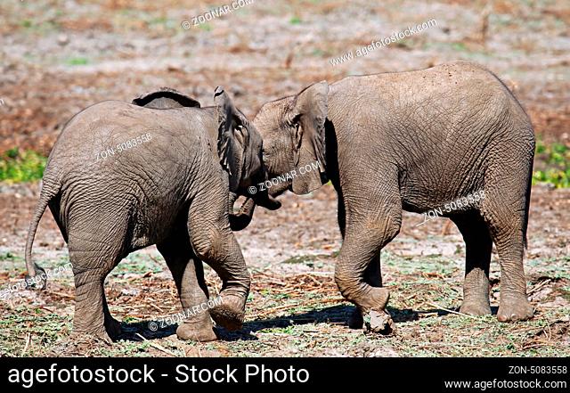 Junge Elefanten im Lower Zambezi Nationalpark, Sambia; Loxodonta africana; young elephants at Lower Zambezi National Park, Zambia