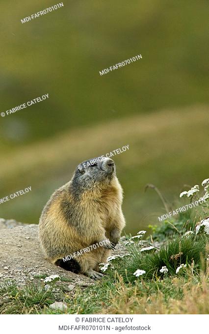 Marmot on the watch and ready to whistle in case of intrusion or danger in the natural regional park of Queyras