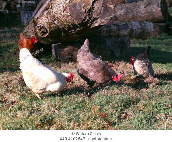 Hens freeranging in backgarden, Ireland. Hens generally thrive in a garden setting, as they need plenty of space to roam and food resources such as worms