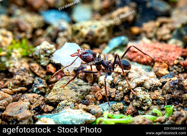 Macro photography of leaf cutter ant carrying a load