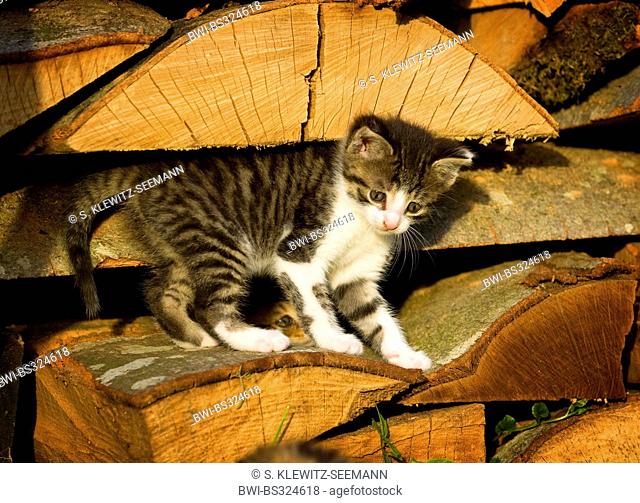 domestic cat, house cat (Felis silvestris f. catus), larking kitten climbing on a pile of wood, Germany