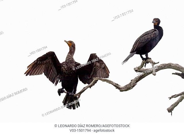 Cormorants at Rio Lagartos Natural Park: A place to watch wildlife and flamingos, Yucatan, Mexico