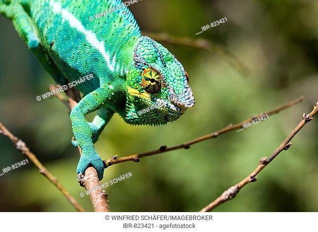 Male Panther Chameleon (Furcifer pardalis), Madagascar, Africa