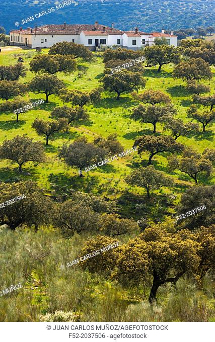 Holm Oak or Holly Oak Quercus ilex, Monfragüe National Park, Cáceres, Extremadura, Spain, Europe