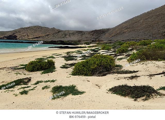 White sandy beach on the eastern side of Punta Cormoran, where Green Sea Turtles prefer to nest, Floreana Island, Galapagos, Ecuador, South America