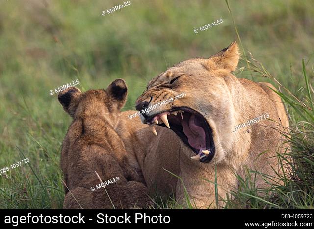 Africa, East Africa, Kenya, Masai Mara National Reserve, National Park, Lioness and Young Lion (Panthera leo), in the savanna, Playing