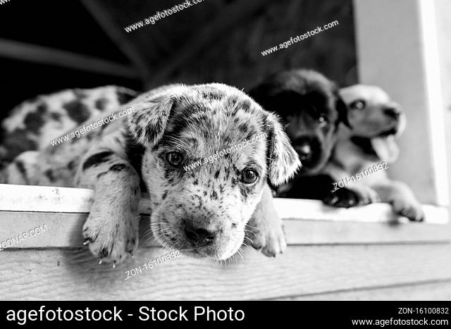 cutest terrier lab husky mix puppies playing in dog house
