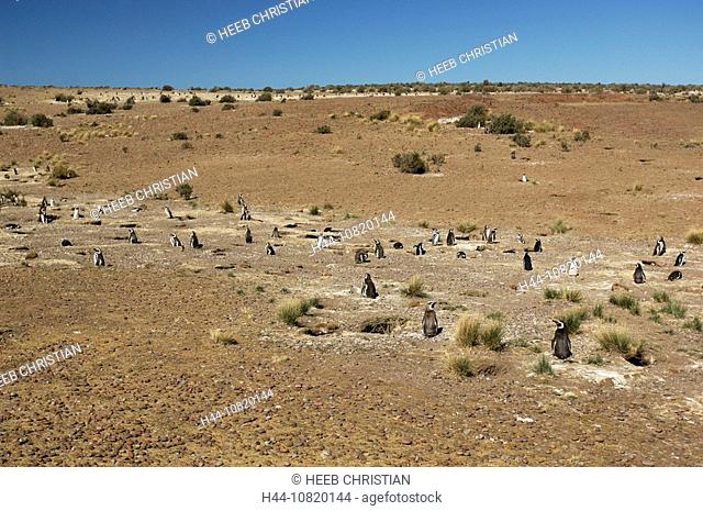 Magellanic, Penguin, Spheniscus magellanicus, Reserva Natural, reserve, Cabo dos Bahias, Patagonia, Argentina, South A