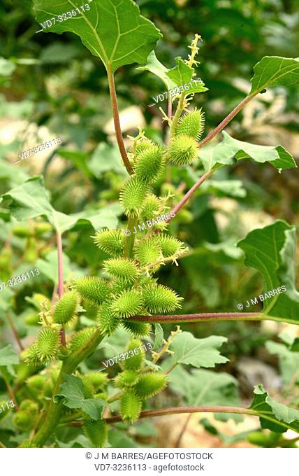 Cocklebur (Xanthium strumarium) is an annual plant native to North America and naturalized in Europe and Asia. Spiny fruits and leaves detail