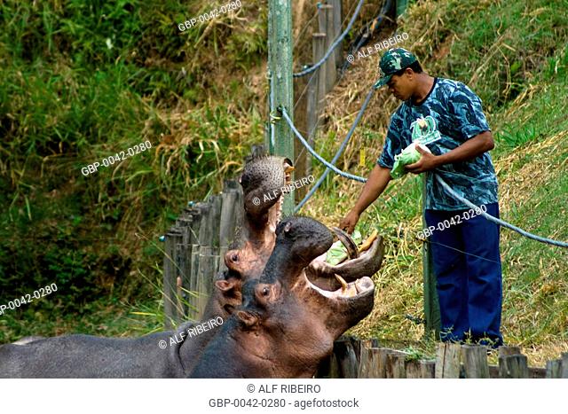 Feeding Hippo; Hippopotamus amphibius; Zoopark of Itatiba; Sao Paulo; SP; Brazil
