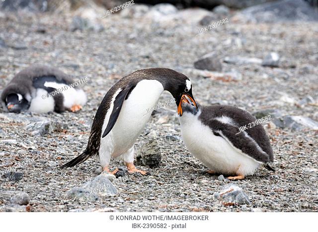 Gentoo Penguin (Pygoscelis papua), feeding its young, Antarctic Peninsula, Antarctica