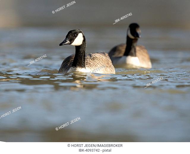 Canada Geese (Branta canadensis), Luxembourg