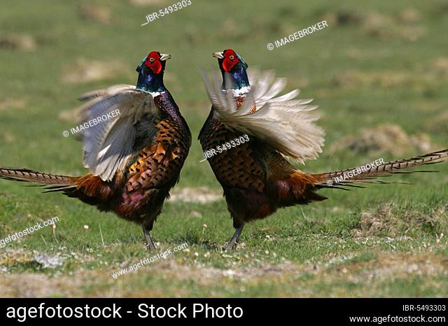 Game Pheasants (Phasianus colchicus), males, Schleswig-Holstein, Germany, side, Europe