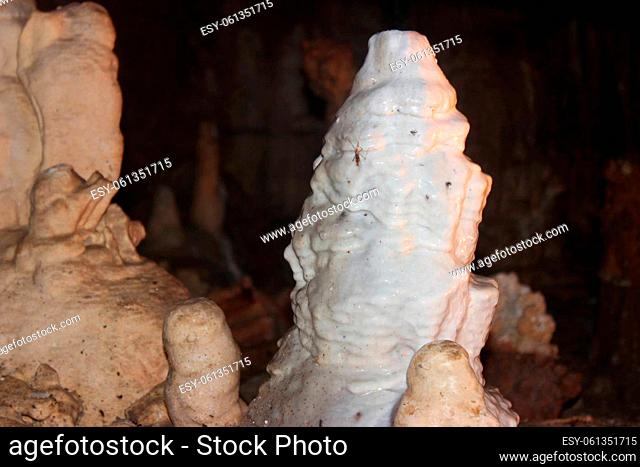 Stray mosquito on a stalactite. Beutiful cave of stalactites and stalagmites which creates nature