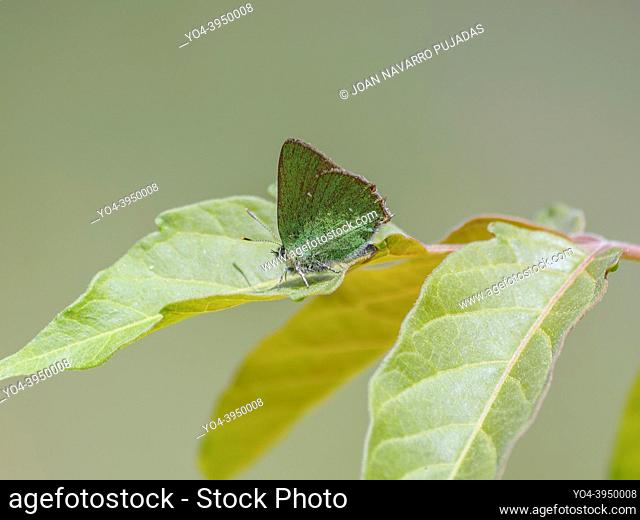 Callophrys rubi, Lycaenidae, Theclinae, verdeta d’ull blanc, cejiblanca, green hairstreak
