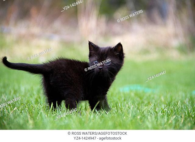 Kitten Playing in the Grass