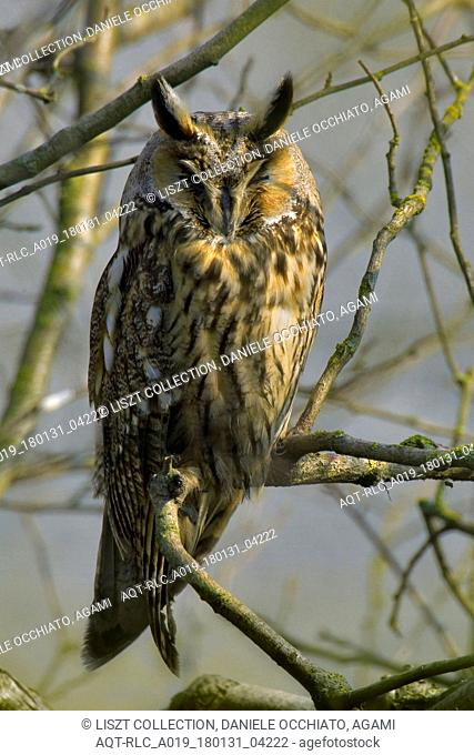 Long-eared Owl perched in a tree, Long-eared Owl, Asio otus