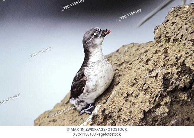 Least Auklet Aethia pusilla, Pribilof Island on steep cliff  Least Auklets are the smalles of all auks and very often form large colonies during the breeding...