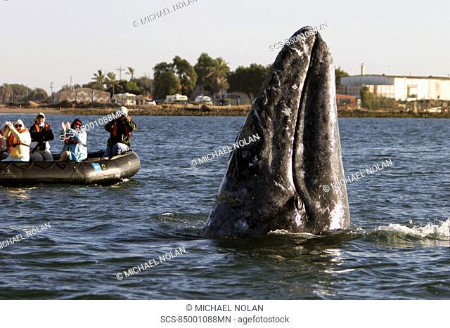 California Gray Whale Eschrichtius robustus spy-hopping near whale watchers in Magdalena Bay along the Pacific side of the Baja Peninsula Pacific Ocean