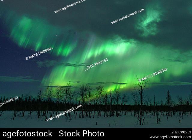 Northern light, aurora borealis in winter with snow, colorful with green and purple, among trees in the forest, Gällivare, Swedish Lapland, Sweden