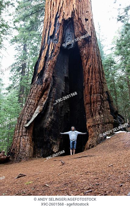 Giant Sequoia in Mariposa Grove, Yosemite National Park, California, USA