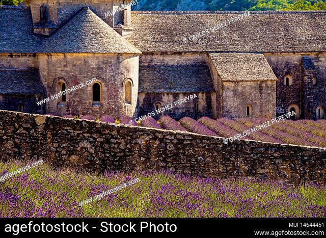 Senanque Abbey surrounded by lavender fields in French Provence