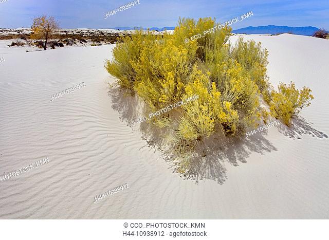 USA, United States, America, New Mexico, Alamogordo, American, Southwest, White Sands, National Monument, plant, sand dunes, dunes, white sand, sunset, ripples