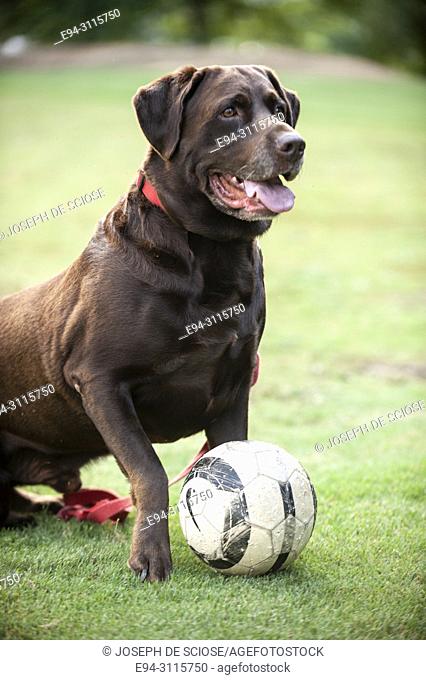 Portrait of a Labrador Retriever and his ball