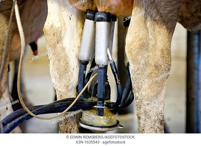 Milking equipment attached to utters of a dairy cow