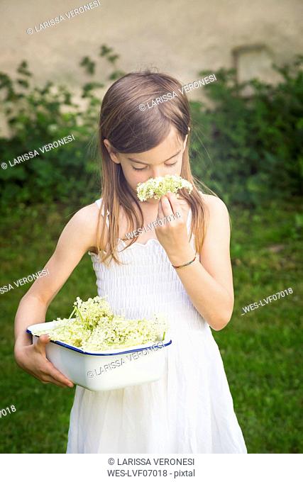 Girl with bowl of picked elderflowers smelling blossom