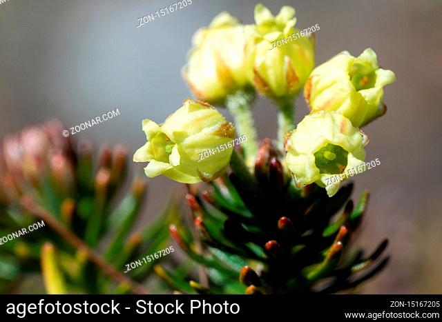Closeup view of growing Siberian Juniper (Juniperus sibirica Burgsd), yellow flowers of medicinal evergreen coniferous plant on sunny day