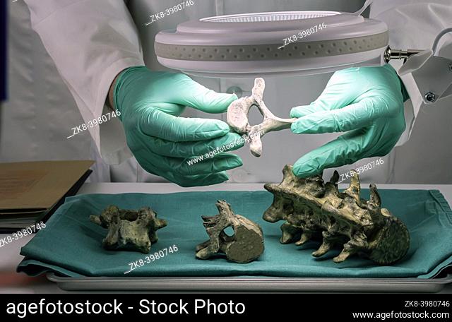 Forensic scientist examines victim's vertebrae to extract DNA, forensic lab, conceptual image
