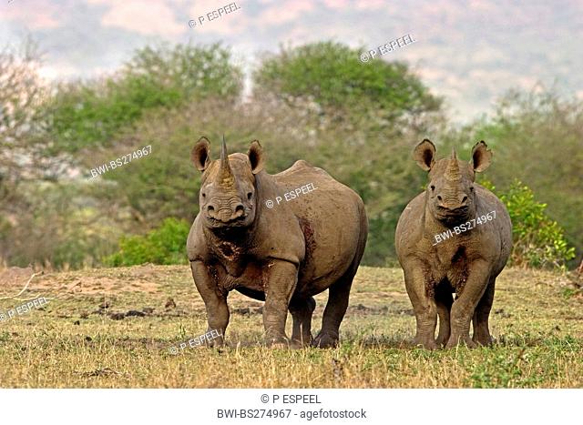 black rhinoceros, hooked-lipped rhinoceros, browse rhinoceros Diceros bicornis, mother with calf, South Africa, Kwazulu-Natal, Hluhluwe-Umfolozi National Park