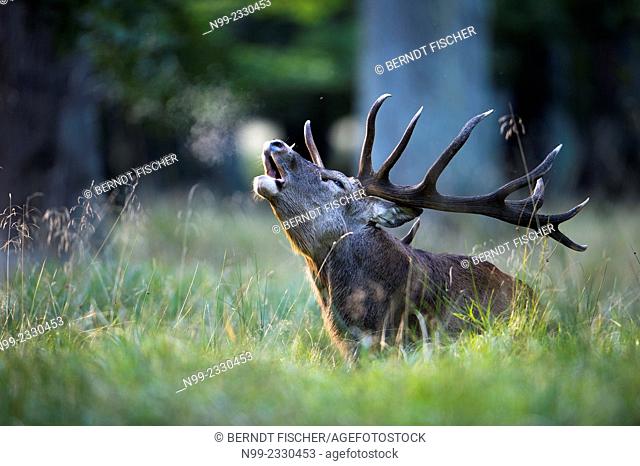 Red deer (Cervus elaphus), rut, Denmark