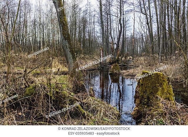 Swampy area of Kampinos Forest (Polish: Puszcza Kampinoska) - large forest complex located in Masovian Voivodeship, west of Warsaw in Poland