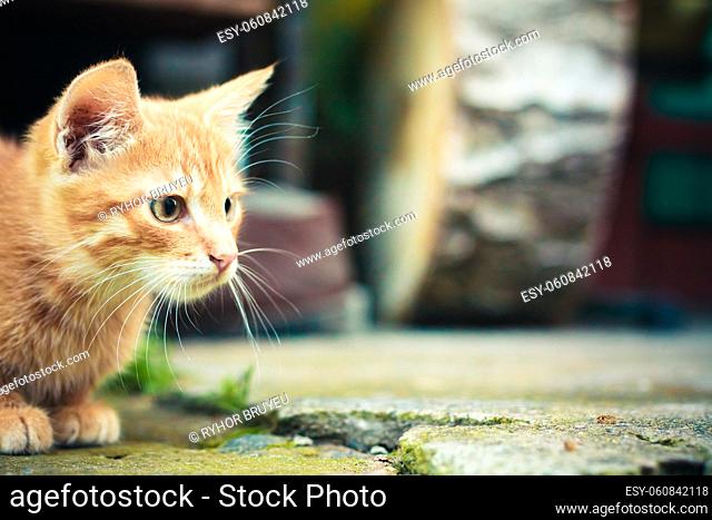 A red kitten sitting on a stone background