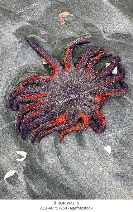 A large Sunflower Star, Pycnopodia helianthoides is stranded on a beach at low tide, Vargas island, British Columbia, Canada